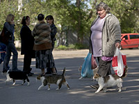 СМИ: кошка добралась из Одессы до Израиля, три недели питаясь конфетами