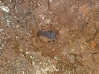 В ходе раскопок в Иерусалиме археологи наткнулись на гранату