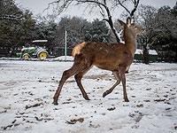 Снег на севере Израиля после зимней бури. Фоторепортаж