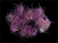 Одежда с царского плеча: археологи нашли пурпурную ткань времен Первого Храма