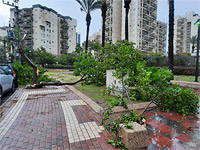 Штормовой ветер привел к падению десятков деревьев