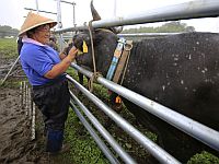 Израиль снял ограничения на импорт сельхозпродукции из Японии, введенные после аварии на АЭС Фукусимы