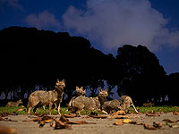 В Нагарии и ее окрестностях произошло девять нападений диких шакалов на людей