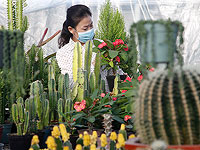 Контрабандистка пыталась провести в Новую Зеландию почти тысячу кактусов и суккулентов в своих чулках