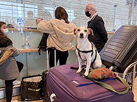 В январе в Израиль въехали 7700  иностранцев