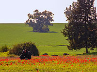 Февральское цветение в Израиле. Фоторепортаж