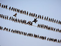 Десятки мертвых скворцов найдены на улицах Нагарии