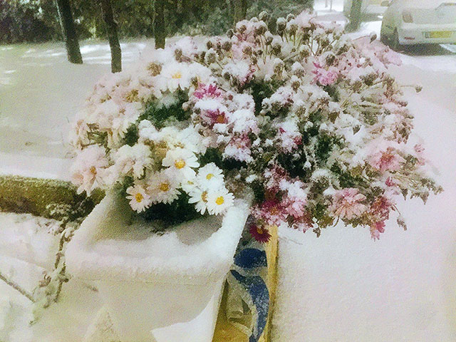 Алон Швута Алон Швута