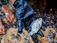 Экологическая катастрофа на побережье Израиля. Фоторепортаж