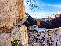 Шприцы в руках инженеров: Стене Плача сделали сезонную