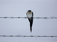 Режим чрезвычайной ситуации в Израиле продлен до 1 мая