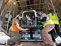 Репатрианты пока не могут ввозить в Израиль домашних животных