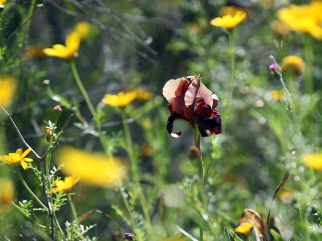Земли между Ришон ле-Ционом и Нес-Ционой объявлены заповедником, чтобы спасти пурпурные ирисы