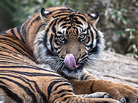 На выборах в рамат-ганском 