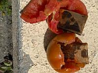 Предотвращена контрабанда золотых слитков из сектора Газы в помидорах