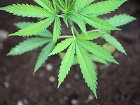 Израиль начал поставки медицинской марихуаны Кипру