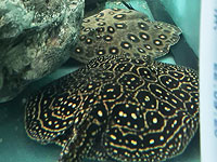 У жителя Кейсарии полиция изъяла редких и опасных рыб