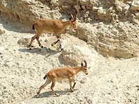 Управление природы: за последние сутки на 90-м шоссе погибли две дикие серны