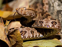 Исследование: в процессе эволюции человек может стать ядовитым