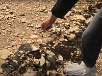 Экологическая катастрофа на побережье Израиля: два месяца спустя. Видеосюжет