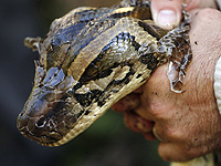 В центре Киева задержали мужчину, пугавшего прохожих змеями