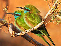 Птицы Израиля: местные жители. Фотогалерея