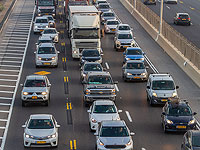 Две прогуливающиеся лошади стали причиной пробки на Первом шоссе