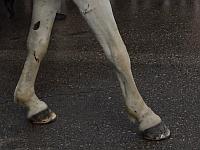 Двое жителей Тель-Авива задержаны из-за лошади в лифте небоскреба