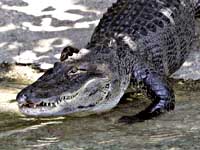 Тренировку канадского футбольного клуба посетил аллигатор