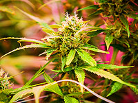 Фоторепортаж с фермы медицинского каннабиса в Израиле