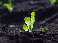 Стартап из сферы сельхозхайтека Prospera продан за 300 млн долларов