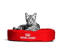 Как кормить котенка или щенка, чтобы он рос здоровым