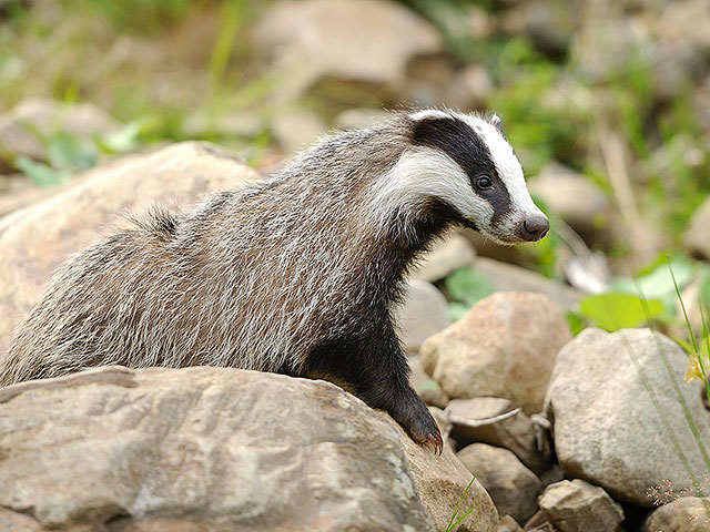 Возле кибуца Мааян Барух в Верхней Галилее обнаружен бешеный барсук