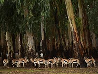 В результате обстрела Рамат-Гана осколок ракеты упал на территории парка 