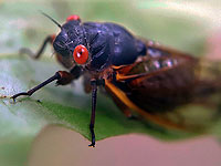 Восток США подвергся нашествию миллиардов цикад