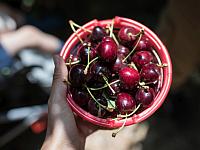 Фермеры: теплая зима привела к сокращению урожая фруктов на 40%