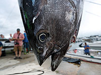 Владелец ашкелонского рыбного ресторана поймал голубого тунца весом 270 кг