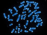 Ученые утверждают, что впервые полностью расшифровали человеческий геном