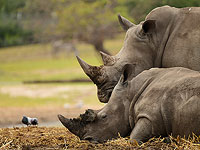 Руби, сын Риханны: новорожденного носорога в