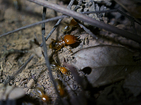 Мэрия Петах-Тиквы сообщила о нашествии термитов в некоторых районах города