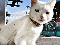 Кот Ахилл предсказал россиянам поражение в матче с Бельгией