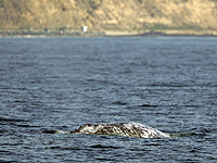 Ловец лобстеров из США попал в пасть кита, но остался жив