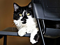 Кот Ахилл предсказал победу россиян в матче с Финляндией