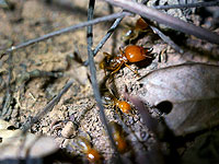 Министерство экологии и мэрия Петах-Тиквы просят горожан помочь в борьбе с термитами