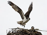 Благодаря инспекторам Управления природы птенец курганника обрел приемную семью и учится летать