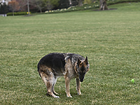 Джо Байден и его супруга Джилл сообщили о смерти одной из двух своих собак