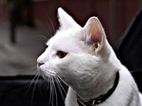 Кот Ахилл предсказал победу сборной Швеции над поляками