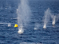 Российские военные открыли предупредительный огонь по британскому эсминцу в Черном море