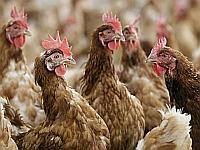 Future Meat открывает в Реховоте первый в мире завод по производству мяса 