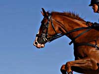 Конный спорт. Израильтянин Даниэль Блюман не сможет выступить на олимпиаде. Проблема в гражданстве лошади